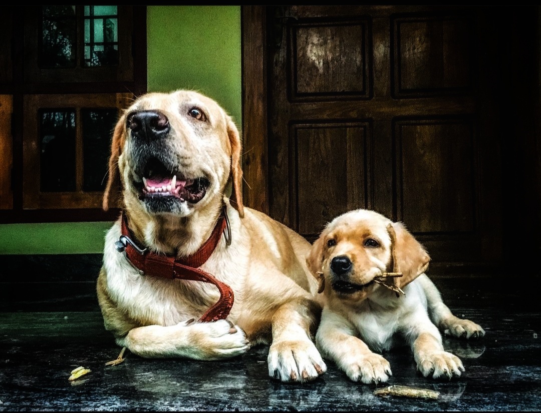 Labrador puppies from kottayam, changanacherry. Breeder: Anilkurian